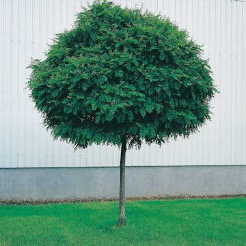 Prydnadsträd Omnia Garden Klotrobinia