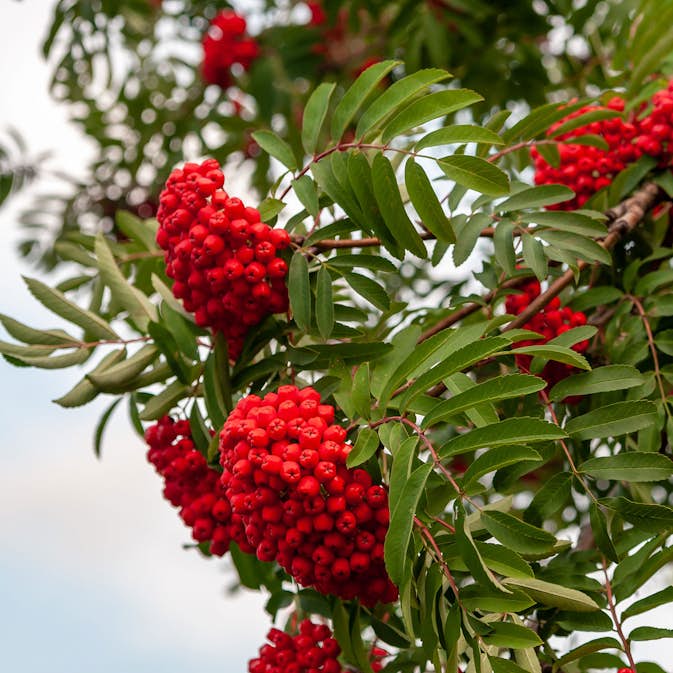 Prydnadsträd Omnia Garden Rönn