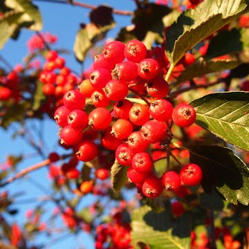 Prydnadsträd Omnia Garden Oxel