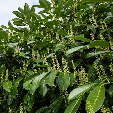 Prydnadsbuske Omnia Garden Lagerhägg Mano