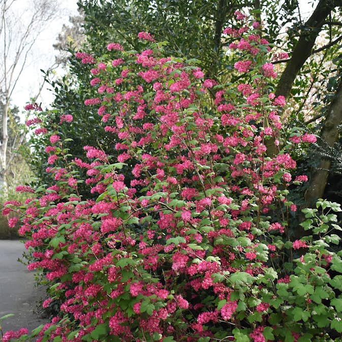 Prydnadsbuske Omnia Garden Rosenrips