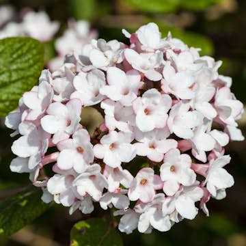 Prydnadsbuske Omnia Garden Luktolvon