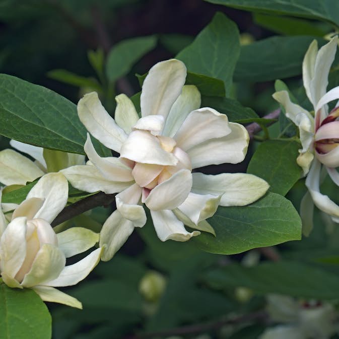 Kryddbuske Omnia Garden Venus