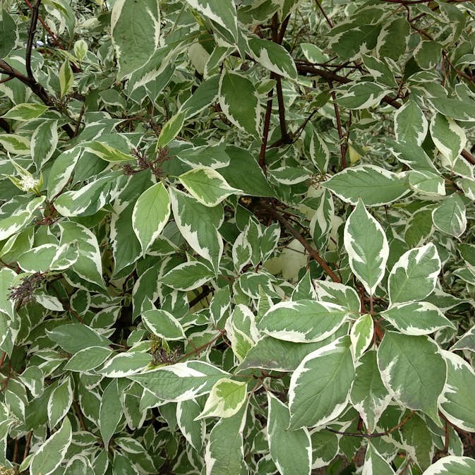 Prydnadsbuske Rysk Kornell Omnia Garden 30-50 cm