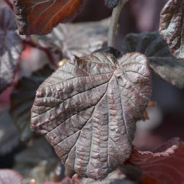 Prydnadsbuske Ormhassel Omnia Garden Rödbladig
