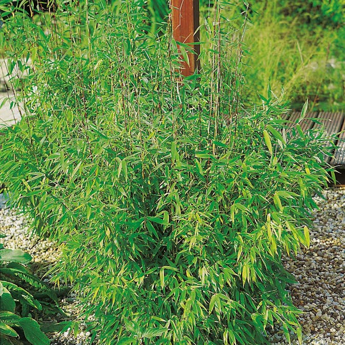 Prydnadsbuske Bergbambu Omnia Garden Simba