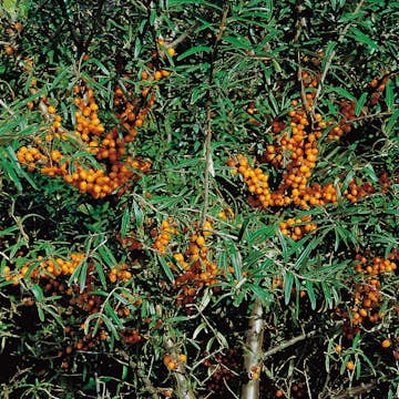 Buske Omnia Garden Havtorn