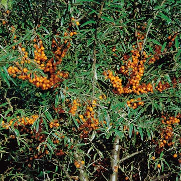 Buske Havtorn Omnia Garden Trädgårdens vitaminförråd