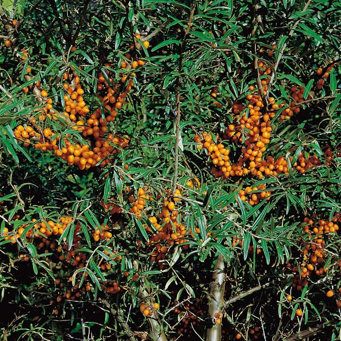 Buske Havtorn Omnia Garden Julia Honplanta