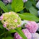 Prydnadsbuske Omnia Garden Hortensia Endless Summer