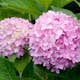Prydnadsbuske Omnia Garden Hortensia Endless Summer