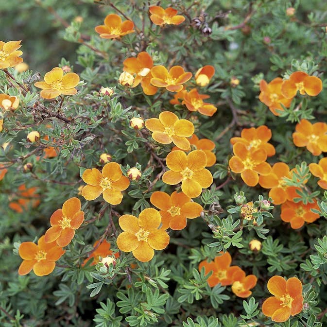 Prydnadsbuske Omnia Garden Ölandstok Orangegul
