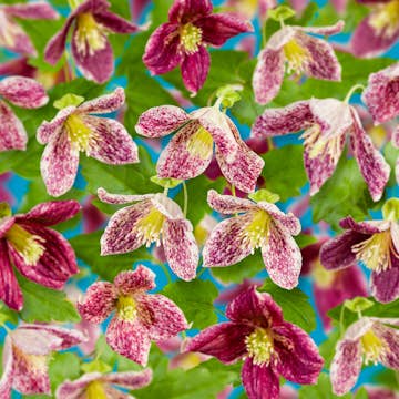 Klätterväxt Vintergrön Klematis Omnia Garden Freckles 40-60 cm