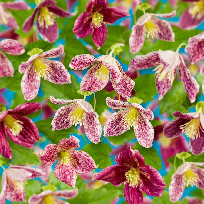 Klätterväxt Vintergrön Klematis Omnia Garden Freckles 40-60 cm