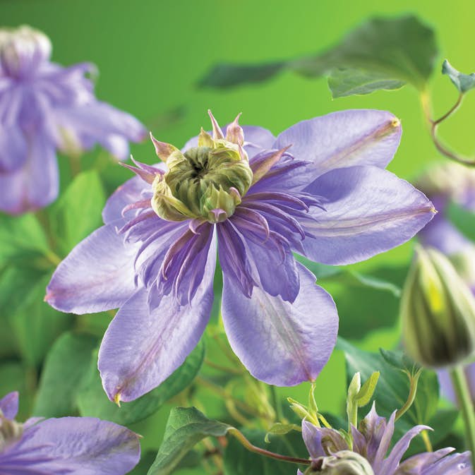 Klätterväxt Tidig Storblommig Klematis Omnia Garden Blue Light 40-60 cm