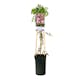 Klätterväxt Klematis Omnia Garden Country Rose 40-60 cm