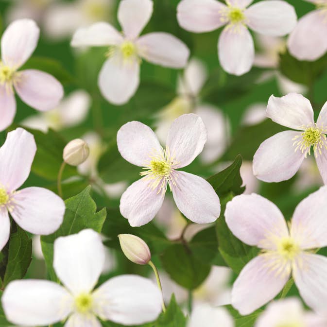 Klätterväxt Bergklematis Omnia Garden Fragrant Spring 40-60 cm