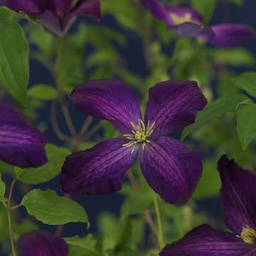 Klätterväxt Jackman Klematis Omnia Garden 40-60 cm