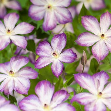 Klätterväxt Kelmatis Pernille Omnia Garden 40-60 cm