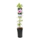 Klätterväxt Klematis Omnia Garden Pink Fantasy 40-60 cm