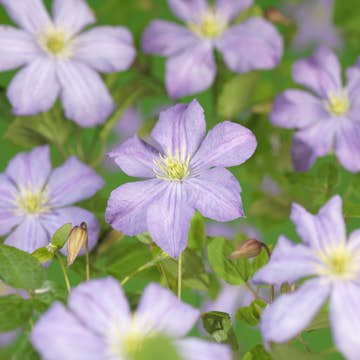 Klätterväxt Italiensk Klematis Omnia Garden Prince Charles 40-60 cm