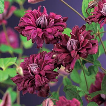 Klätterväxt Italiensk Klematis Omnia Garden Purpurea Plena Elegans 40-60 cm