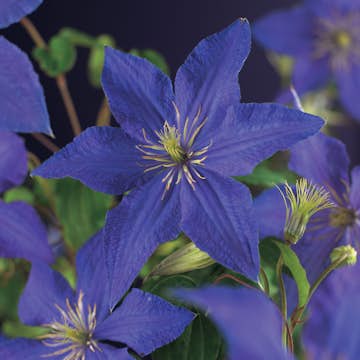 Klätterväxt Klematis Omnia Garden Rhapsody 40-60 cm