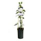 Klätterväxt Klematis Omnia Garden Sylvia Denny 40-60 cm