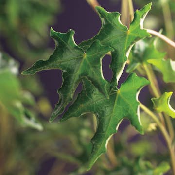 Klätterväxt Murgröna Ivalace Omnia Garden 40-60 cm