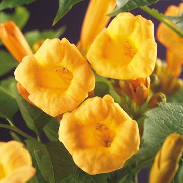 Klätterväxt Gulblommig Trumpetranka Omnia Garden 40-60 cm