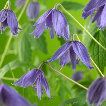 Klätterväxt Kronklematis Omnia Garden 40-60 cm