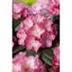 Rhododendron Omnia Garden Fantastica 25-30 cm