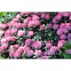 Rhododendron Omnia Garden Fantastica 25-30 cm