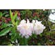 Rhododendron Omnia Garden Gomer Waterer 30-40 cm