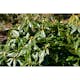 Rhododendron Omnia Garden Gomer Waterer 30-40 cm