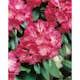 Rhododendron Omnia Garden Morgonrot 25-30 cm