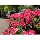 Rhododendron Omnia Garden Morgonrot 25-30 cm
