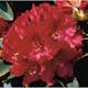 Rhododendron Omnia Garden Nova Zembla