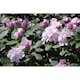 Rhododendron Omnia Garden Schneekrone 25-30 cm