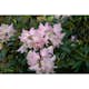 Rhododendron Omnia Garden Silberwolke 25-30 cm
