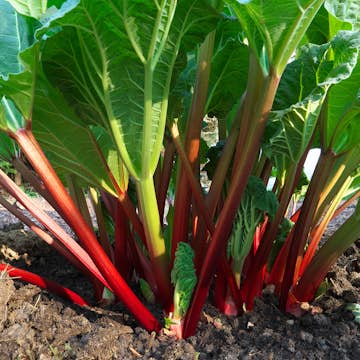 Rabarber Omnia Garden Red Champagne