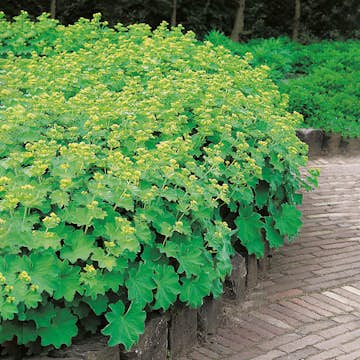 Planta Omnia Garden Jättedaggkåpa