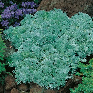 Planta Omnia Garden Krypmalört