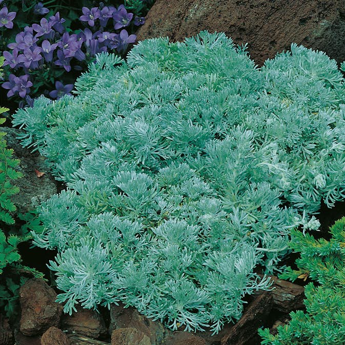 Planta Omnia Garden Krypmalört