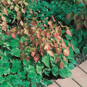 Planta Omnia Garden Röd Sockblomma