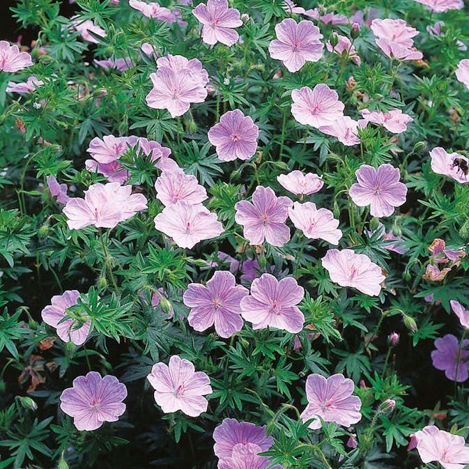 Planta Omnia Garden Blodnäva Apfelblüte