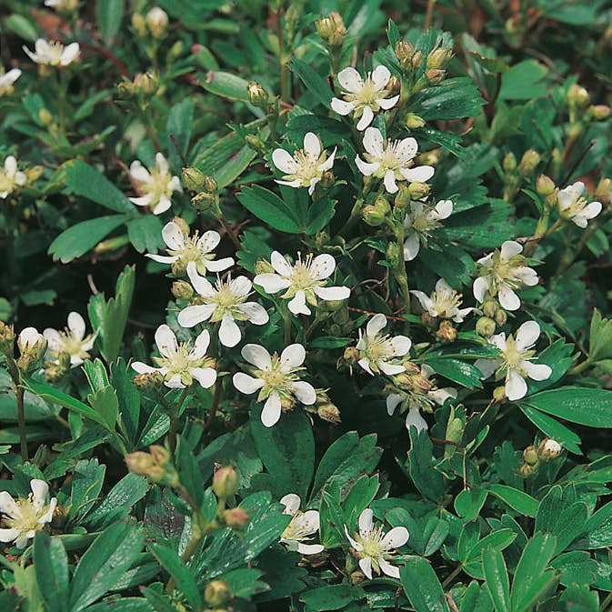 Planta Omnia Garden Tretandsfingerört Nuuk