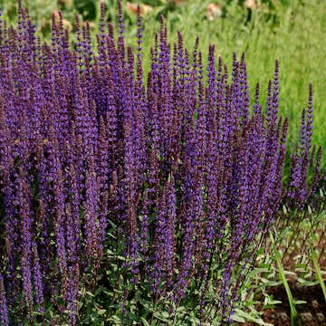 Planta Omnia Garden Stäppsalvia Caradonna