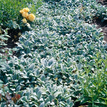 Planta Omnia Garden Lammöron Silver Carpet