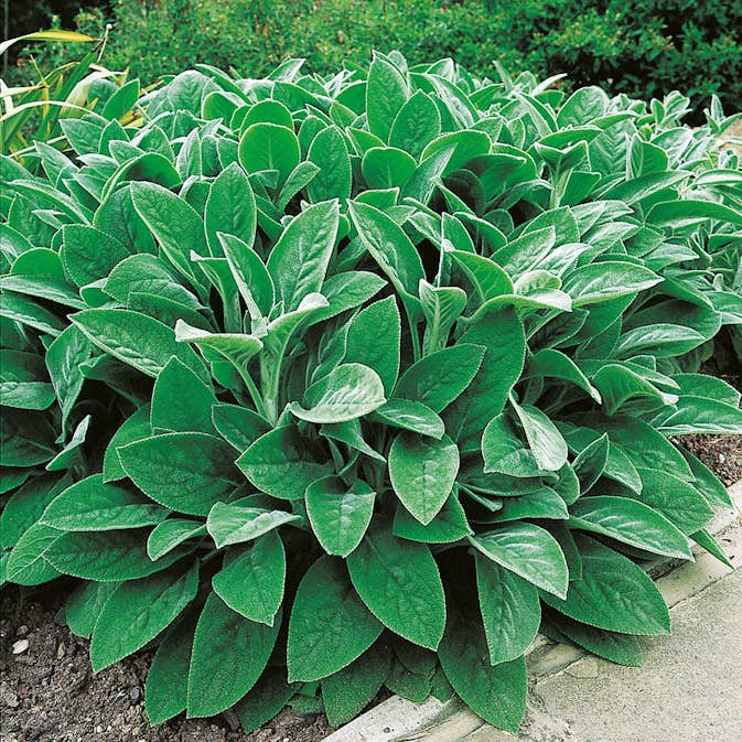 Planta Omnia Garden Lammöron Big Ears